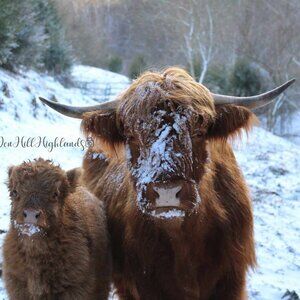 HIGHLAND MOM AND SON PRINT ONLY